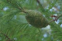 Taxodium distichum
