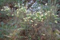 Lonicera periclymenum