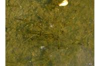Potamogeton trichoides