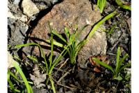 Sparganium emersum