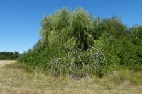 Salix