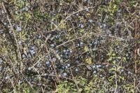 Prunus spinosa