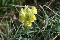 Linaria vulgaris