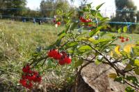Solanum dulcamara