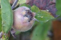 Crataegus germanica