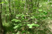 Lonicera xylosteum