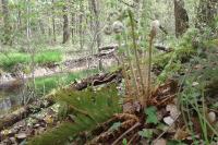 Polystichum setiferum