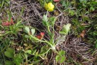 Ranunculus sardous