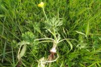 Ranunculus bulbosus