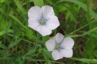 Linum usitatissimum subsp. angustifolium