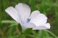 Linum usitatissimum subsp. angustifolium
