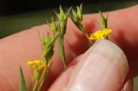 Linum trigynum