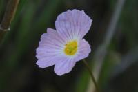 Baldellia ranunculoides