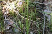 Baldellia ranunculoides