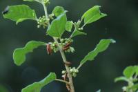 Frangula alnus