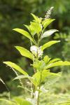 Phytolacca americana