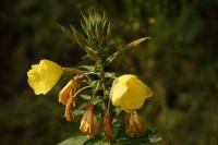 Oenothera glazioviana