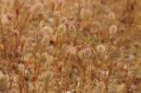 Trifolium arvense