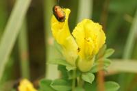 Cytisus hirsutus