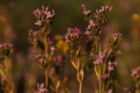 Centaurium erythraea