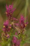 Melampyrum arvense