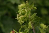 Silene baccifera