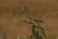 Solanum dulcamara