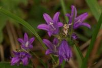 Campanula glomerata