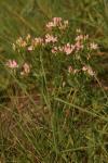 Centaurium erythraea