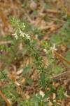 Stachys recta