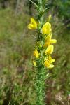 Ulex minor