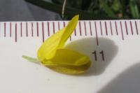 Ulex minor