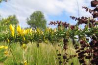 Ulex minor