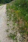Erigeron annuus