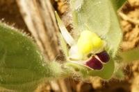 Kickxia spuria