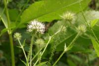 Dipsacus pilosus