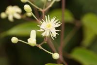 Clematis vitalba