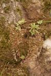 Sedum cepaea