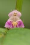 Galeopsis tetrahit