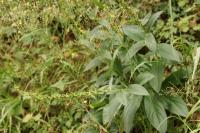 Digitalis lutea