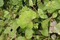 Tussilago farfara