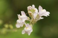 Linaria repens
