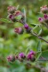 Arctium minus