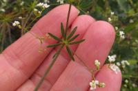 Galium uliginosum