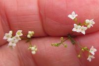 Galium uliginosum