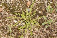 Herniaria glabra