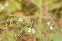Linaria repens
