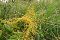 Cuscuta campestris
