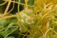 Cuscuta campestris