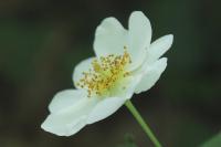 Rosa arvensis